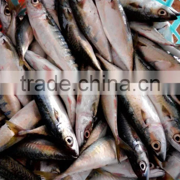 Frozen Fish Pacific Mackerel photo-2