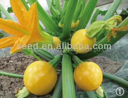 Jinzhu No. 2 Chinese Yellow Skin Hybrid Squash/zucchini Seeds photo-2