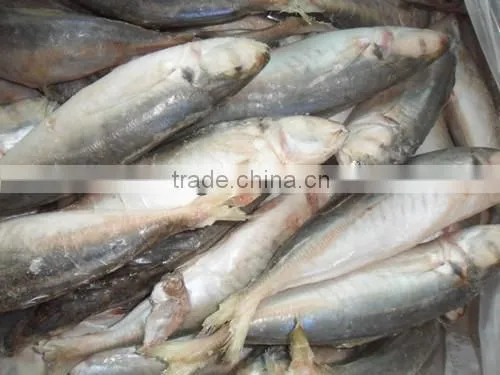 High Quality Horse Mackerel(Decapterus Maruadsi) 60-80 Pcs photo-2
