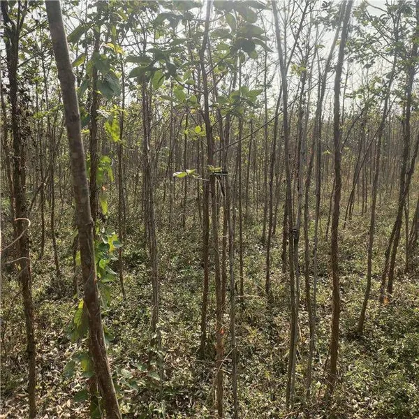 Quotation List of Chionanthus Retusus Base. Prices of Chionanthus Retusus Seedlings. Wholesale From Manufacturers photo-3