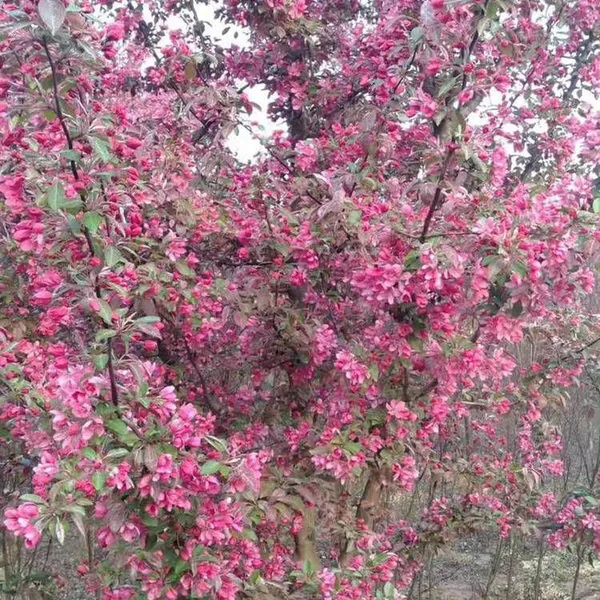 Prices of Sichuan North American Crabapples, Quotation List From the Base, Manufacturers and Wholesalers photo-5