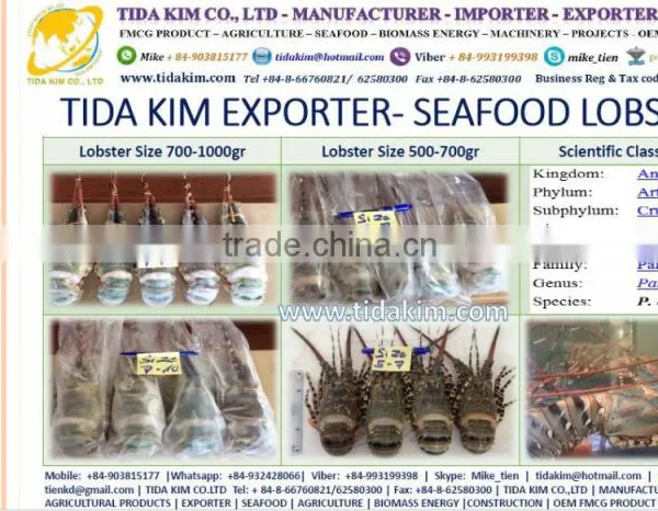 PANGASIUS HYPOPTHALMUS -TAPILA FROZEN BASA FILLLET - TIDA KIM - BLACK TIGER SHRIMP LIVE FROZEN LOBSTER P - MAKEREL FISH MAW photo-5