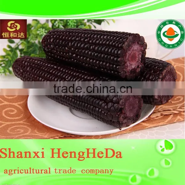 High Quality Yellow Corn for Animal Feed. Maize. Canned Corn photo-2