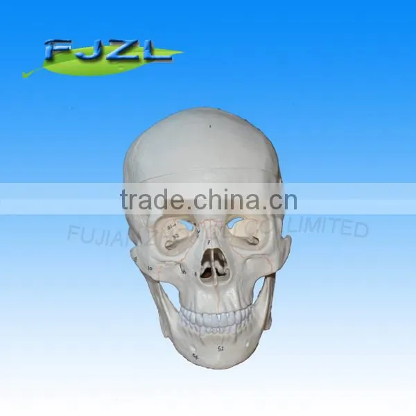 Skeleton Human Skull Model( 3 Parts) for Medical Teaching photo-4