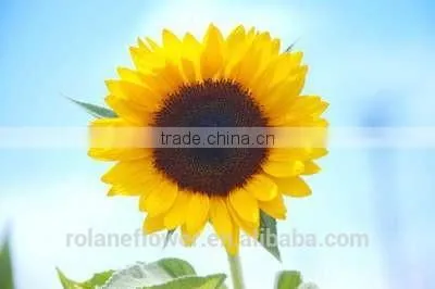 China Supply Fresh Sunflower Flower for Wedding Decorarion photo-4