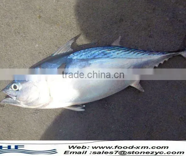 Frozen Bonito Fish Bonito for Sale