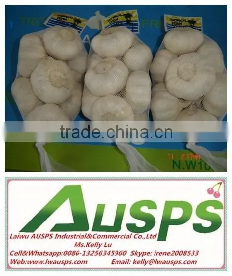 China Fresh Yellow Holland Potato photo-3