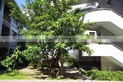 Terminalia Catappa L. photo-6