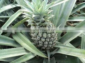 Vietnam Fresh Canned Pineapples Chunks in Tins of 30oz (850 Ml) - Best Price and Best Quality by HAGIMEX! photo-5