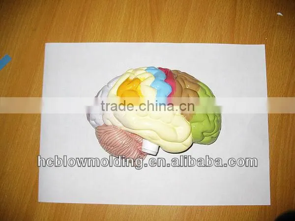 OEM Anatomical Cardiopulmonary Model/anatomical Model/teeth Model/eyes Model/plastic Organ Model photo-2