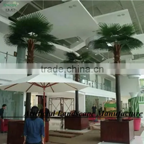 Garden Outdoor Uv-protected Date Palm Tree Canary Date Palm Tree photo-5