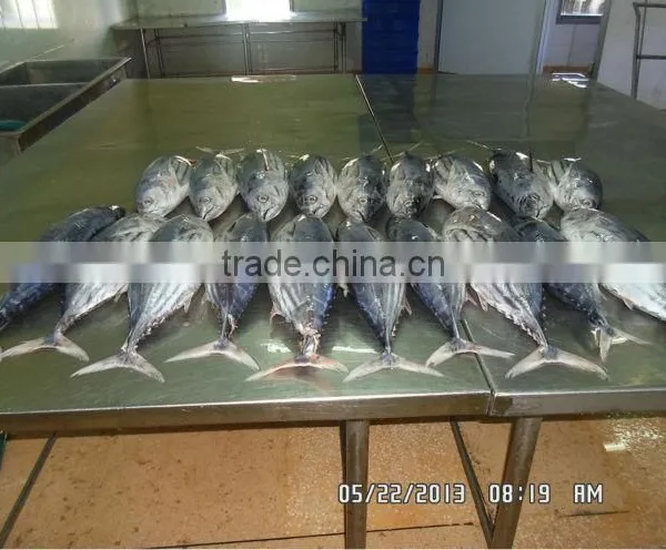 Frozen Skipjack Tuna