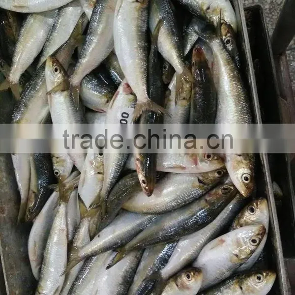 Anchovy Filleted China Sardine photo-2