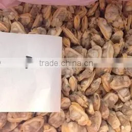Selected Quality Frozen Short Necked Clam Meat photo-4