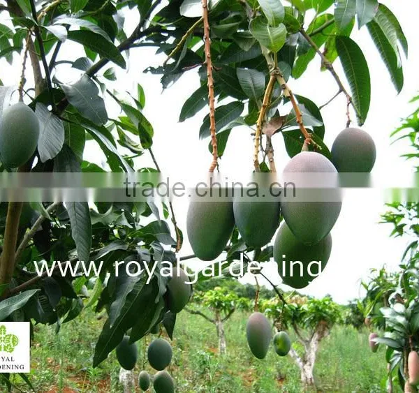 Mangifera Indica Tropical Fruit Trees photo-2