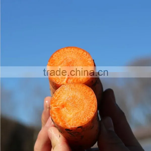 Wholesale Baby Carrots With Good Price photo-5