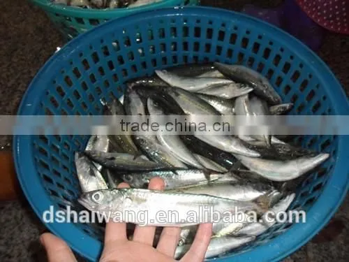 Frozen Pacific Mackerel for Sale With Size - 80g photo-3