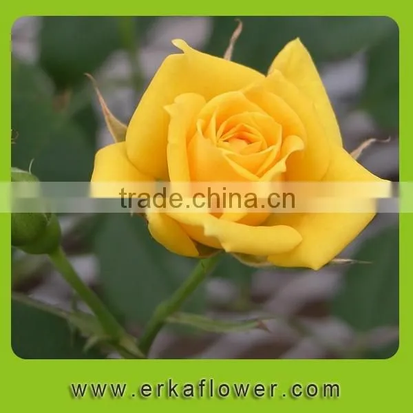 Diversified in Packaging Rose Wedding Bouquets photo-6