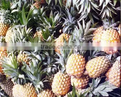 Fresh Pineapple ( Tropical Fruit) photo-3