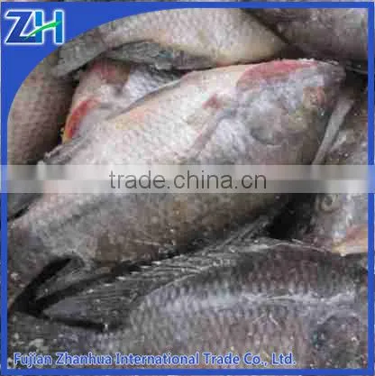 Fresh Tilapia Whole Round