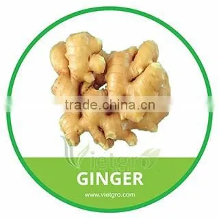 HIGH QUALITY ORGANIC GINGER
