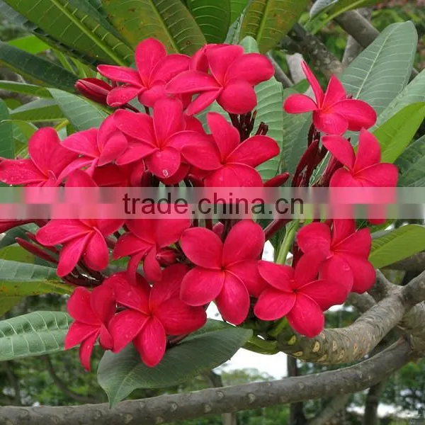 Natural Outdoor Plants Plumeria Rubra Red Flower photo-6