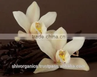 Vanilla Essential Oil photo-4