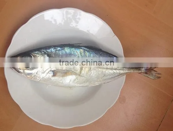 Land Frozen Horse Mackerel BQF 6-8pcs/kg photo-3