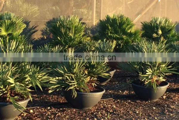 Trithrinax Campestris Palm Tree photo-3