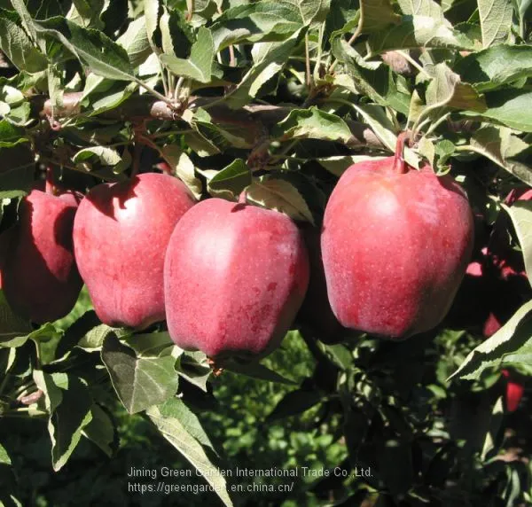 Chinese HuaNiu Apple