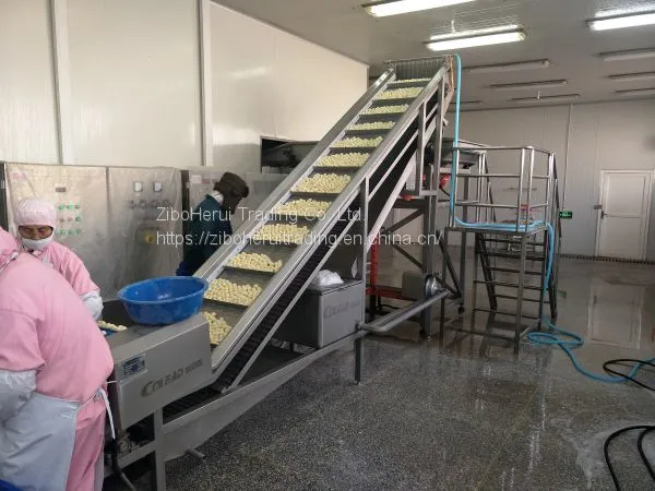 Industrial Machine Belt Conveyor Machine Fruit Elevator photo-3