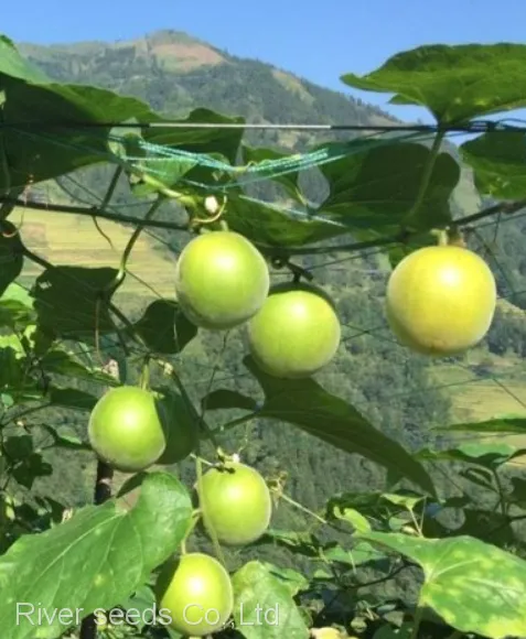 50pcs Hybrid f1 Monkfruit or Luohan Guo Monk Fruit Seeds Siraitia Grosvenorii Seed for Planting photo-2