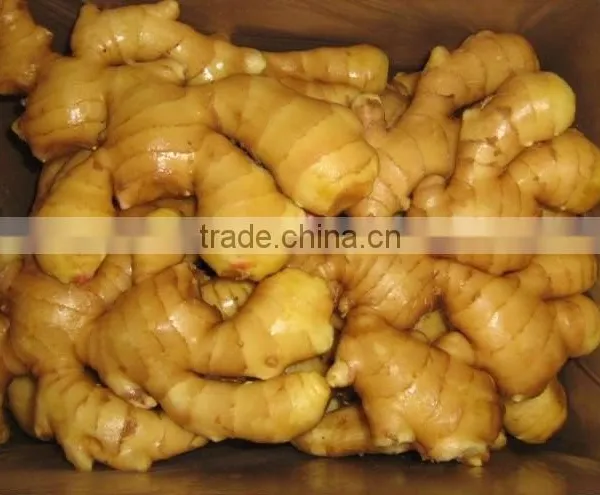 BEST PRICE VIETNAM FRESH GINGER photo-3