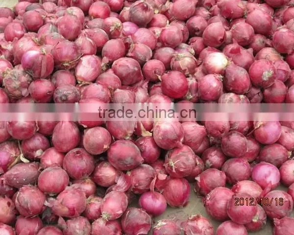 Fresh Onion Red Onion Dry Onion photo-5
