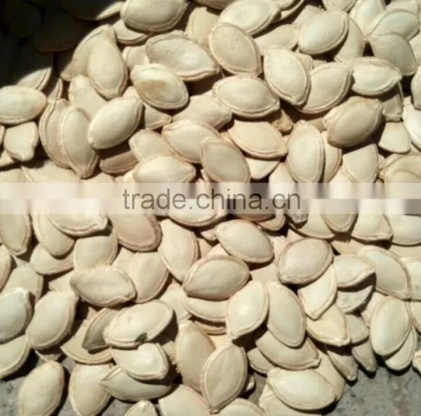 Competitive Price~ 2015 New Crop Shine Skin Pumpkin Seeds,kernels photo-2