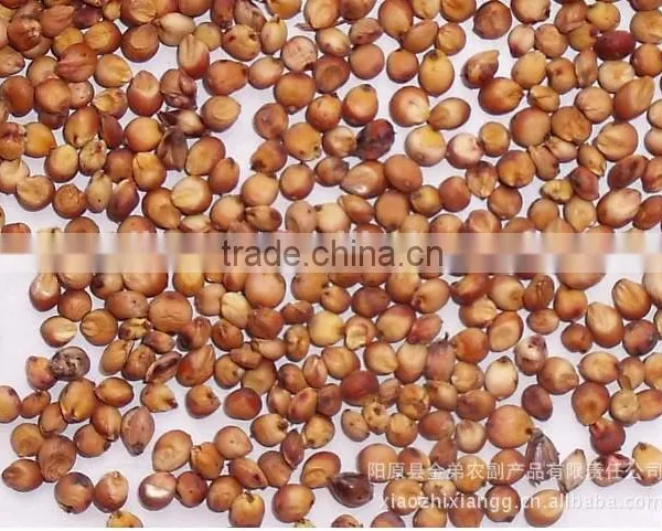 Red Sorghum Market Price With New Crop photo-2