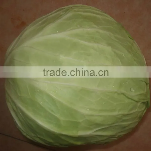 cabbage