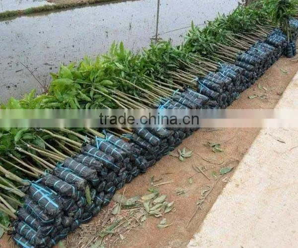 Mango Tree Seedling Mangifera Indica Tree Seedlings photo-2