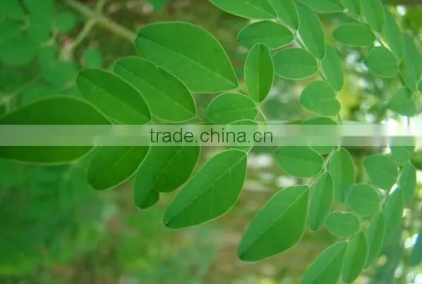 Organic Moringa Leaf Powder Wholesale ( Skype: Liu.diana 79, Whatsapp: +861502902563) photo-4