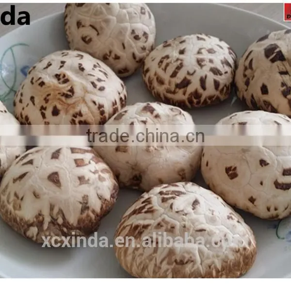 2015 Best Export Quality Shiitake Mushroom ,Tea Flower Mushroom Free Sample photo-2
