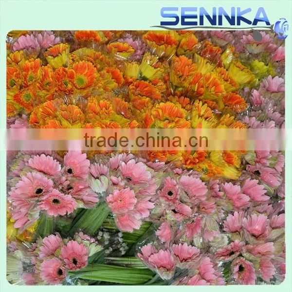 Cheapest Fresh Cut Gerbera Ceremony Smart Gerbera Fresh Cut Flower