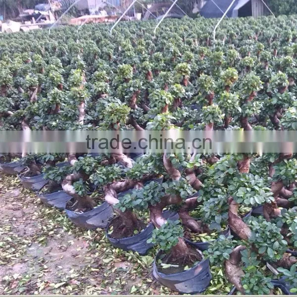 Ficus Microcarpa S Shaped Bonsai photo-2