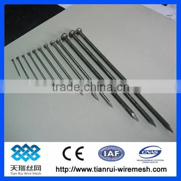 Common Wire Nail/polished Common Nail/bright Common Nail