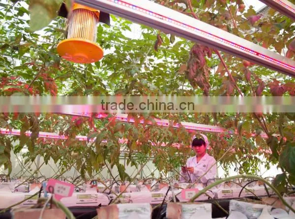 Horticultural Green House Lights photo-2