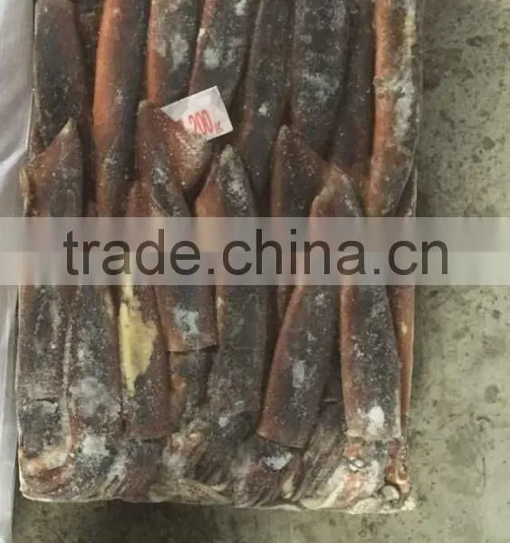 Sea Frozen Squid of Illex Squid