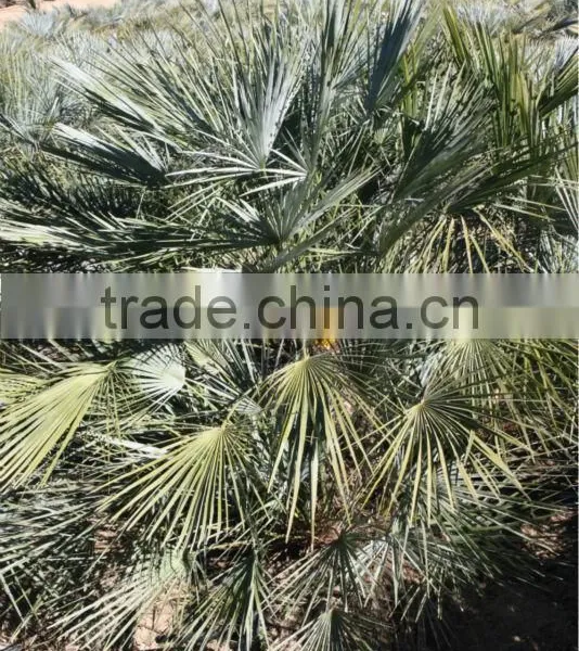 Chamaerops Humilis Cerifera photo-2