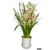 Sell Cymbidium Orchid