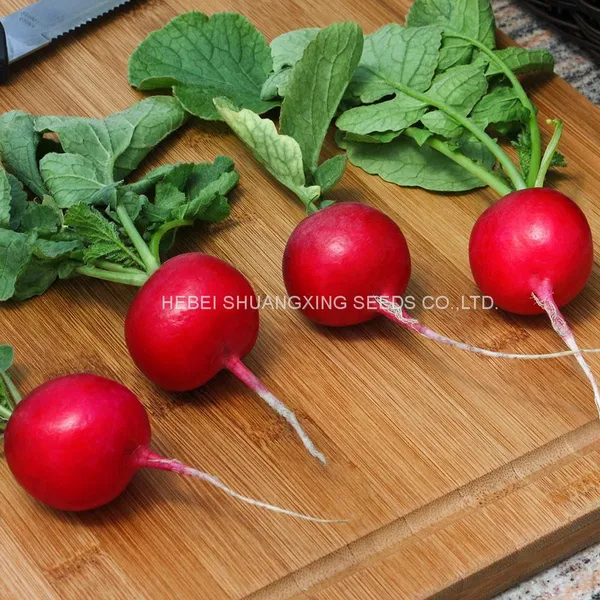 Red Skin High Quality Hybrid Radish Seeds photo-3