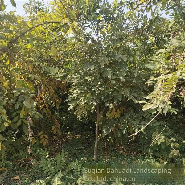 This Year, the Price of Wisteria Saplings With a Ground Diameter of 2 cm in the Climbing Plant Area of Zhejiang Region. One Sapling is From a Ground Cover Plant Base. photo-2
