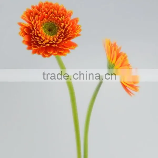 Newest Golden Sun Cute Gerbera Flower photo-3